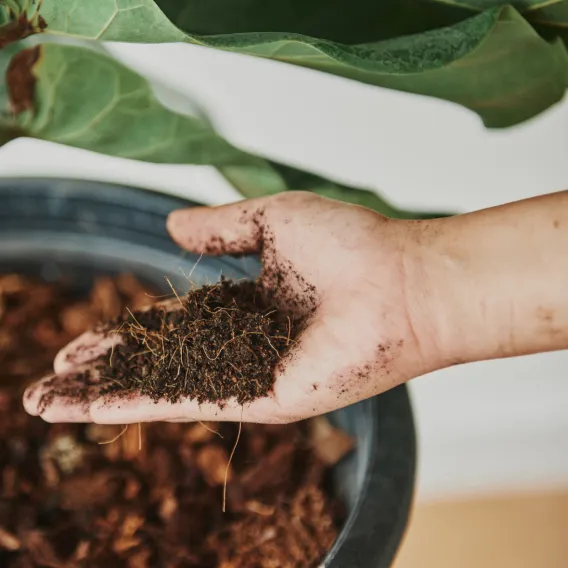 Organic Fertilizer in Coimbatore